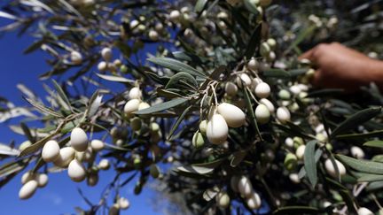 Une olive rare de couleur blanche, originaire de Toscane. (MAHMUD TURKIA / AFP)