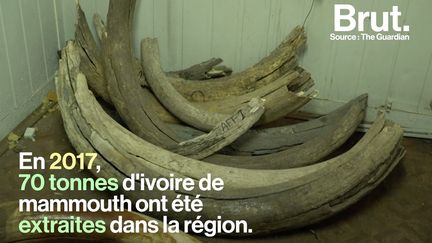 En Sibérie, la fonte du permafrost alimente une nouvelle ruée vers l'or : la chasse à l'ivoire de mammouth.