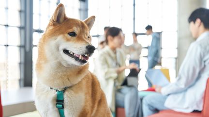 Avec le programme SKYPETS, dès qu’il prend l’avion, l'animal gagne des points de fidélité qui lui permettront ensuite d’avoir des réductions sur ses prochains vols. (PLAN SHOOTING 2 / IMAZINS / IMAZINS RF)