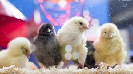 Des poussins&nbsp;au Salon international des productions animales, près de Rennes (Ille-et-Vilaine), le 10 septembre 2019. (SEBASTIEN SALOM-GOMIS / AFP)