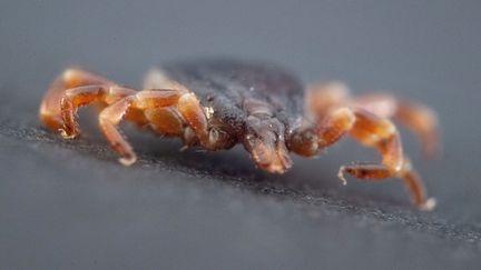 Une tique à pattes rayées dans le département de parasitologie de l'université de Honenheim, en Allemagne, le 17 février 2020. (MARIJAN MURAT / DPA)