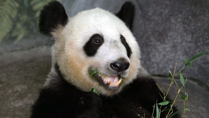 Yaya, la panda femelle prétée par la Chine au zoo de Menphis (États-Unis). (KAREN PULFER FOCHT / MAXPPP)