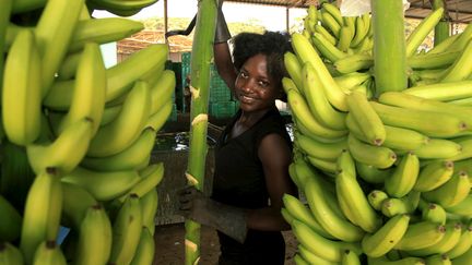 Dans une plantation de bananes à Caxito (nord-ouest de l'Angola), le 14 mai 2015.&nbsp; (STRINGER . / X80002)