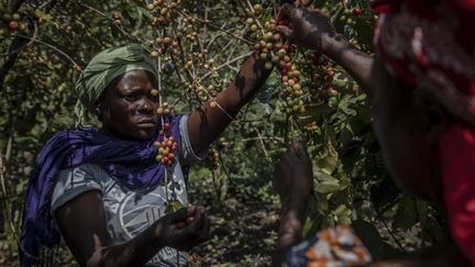 La fondatrice de RWH explique à l’AFP&nbsp;: "Nous employons au moins 12 000 femmes par campagne caféicole." Au début de la saison, elles cueillent en premier les cerises (fruits du caféier). &nbsp; (GUERCHOM NDEBO / AFP)