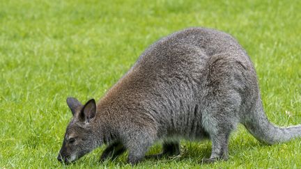 Un wallaby a été aperçu dans le village de La Bauche, en Savoie. (PHILIPPE CLEMENT / MAXPPP)