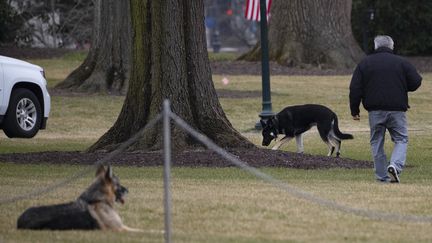 Champ&nbsp;(à gauche) et Major, les deux chiens de Joe Biden dans un jardin de la Maison Blanche à Washington (USA), le 25 janvier 2021. (JIM WATSON / AFP)