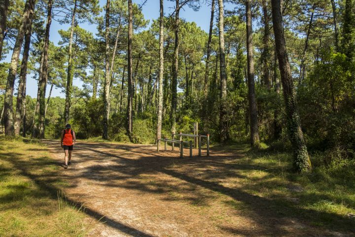 La forêt de Chiberta, au cœur d'Anglet (Pyrénées-Atlantiques), le 21 août 2018. (PASQUINI CEDRIC / HEMIS.FR / AFP)