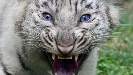 Un des quatre tigres du Bengale n&eacute; en captivit&eacute; il y a deux mois au zoo de Buenos Aires (Argentine), le 21 mars 2013. (DANIEL GARCIA / AFP)