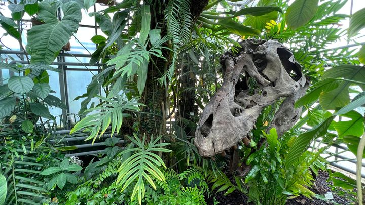 Le Camptosaurus, dinosaure herbivore, mesurait environ 6 m de long et il pesait 800 kilos.&nbsp; (ISABELLE MORAND / DIDIER HIRSCH / RADIO FRANCE / FRANCE INFO)