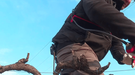 Une expérimentation unique est mise en place dans certains vignobles du Gard. Pour tailler les vignes, des ouvriers agricoles vont tester des exosquelettes. La Mutualité sociale agricole du Languedoc espère ainsi soulager les corps. (France 3)