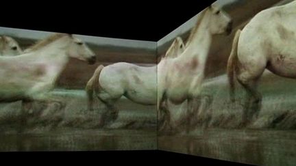 Chevaux de Camargue
 (France3/culturebox/Doug Aitken)