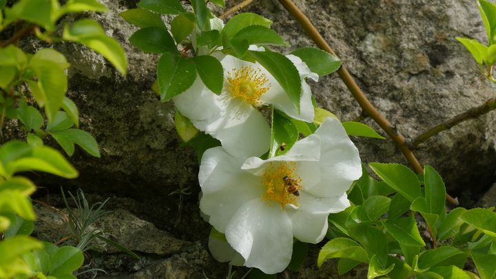 Fleurs mellifères, abris... Il faut user de tous les moyens pour attirer les polilnisateurs au jardin.&nbsp; (ISABELLE MORAND / RADIO FRANCE / FRANCE INFO)