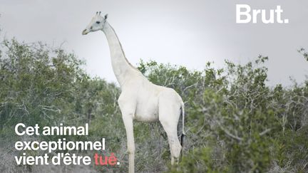 Extrêmement rares, cette girafe blanche et son girafon auraient été tués par des braconniers. Son autre petit est désormais la dernière girafe blanche connue au Kenya.