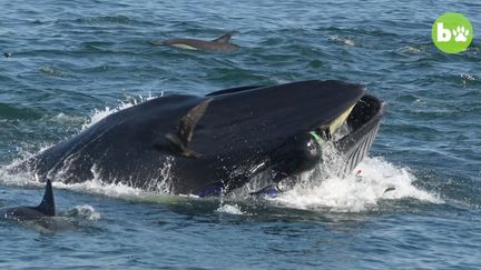 Un plongeur a été avalé par une baleine avant d'être recraché vivant, en Afrique du Sud, en février 2019. (BARCROFT ANIMALS / YOUTUBE)