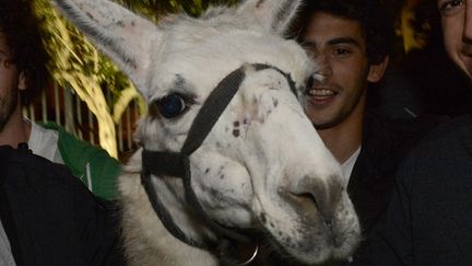 Serge le lama (MEHDI FEDOUACH / AFP)