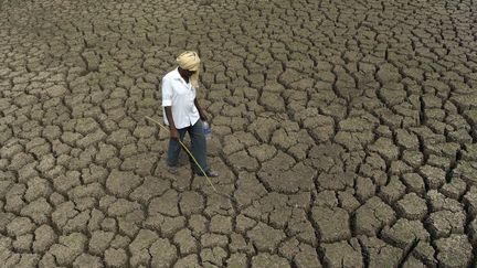 Un berger marche sur le lac asséché Osman Sagar, autour d'Hyderabad (centre de l'Inde), le 4 mars 2016. (NOAH SEELAM / AFP)