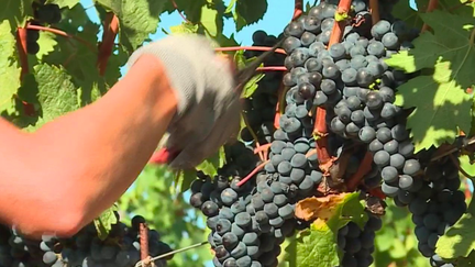 Vins : les raisins déjà à maturité pour les Côtes de Provence (France 2)