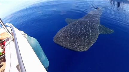 un requin baleine au large de la reunion