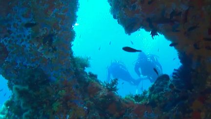 Tourisme : plongée dans les profondeurs du sud de la Corse