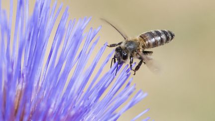 Les abeilles pollinisent 71 des 100 espèces cultivées, fournissant 90% des denrées alimentaires mondiales, selon l'ONU. (STEPHANE VITZTHUM / BIOSPHOTO / AFP)