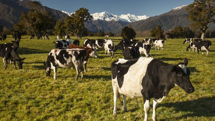 Des vaches paissent dans un champ, en Nouvelle-Zélande, le 28 août 2014. (COLIN MONTEATH / AFP)