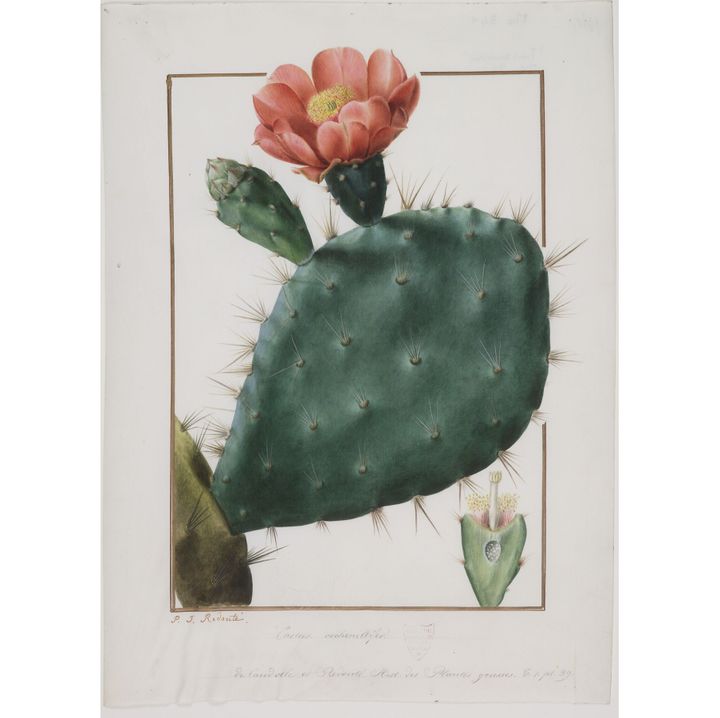 Pierre-Joseph Redouté (1759-1840) "Cactus cochellinifer", aquarelle sur vélin destinée au recueil "Plantanum succulentaum historia [Histoire des plantes grasses]", 1797-1798, Paris, muséum national d’histoire naturelle
