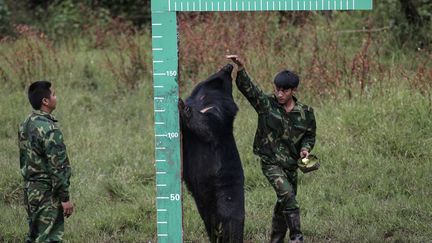 Des empoy&eacute;s du parc national de Puer (Chine) proc&egrave;dent &agrave; la mesure d'un ours noir, le 16 novembre 2014. (WONG CAMPION / REUTERS)