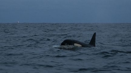 Une orque dans le fjord de&nbsp;Skjervoy, en Norvège, le 25 novembre 2021 (image d'illustration). (OLIVIER MORIN / AFP)