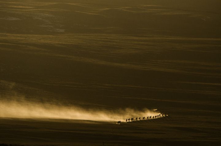 Cliché pris au Tibet (Vincent Munier)