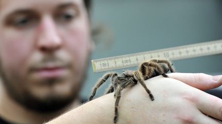 Un gardien du zoo de Wuppertal (Allemagne) mesure une tarentule (MARIUS BECKER / AFP)