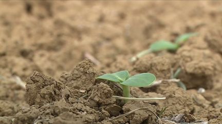 Guerre en Ukraine : face à la montée des prix, les céréaliers français plantent du tournesol