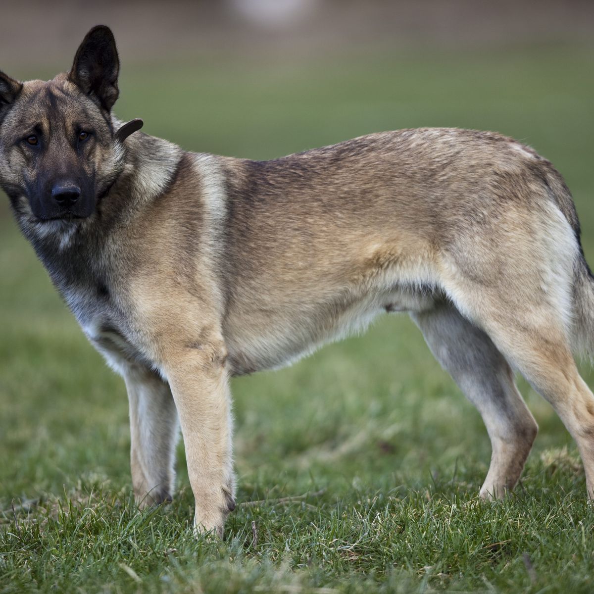 Deux chiens attaquent une femme à Dugny, en Seine-Saint-Denis, et la  blessent grièvement, les deux animaux ont été euthanasiés