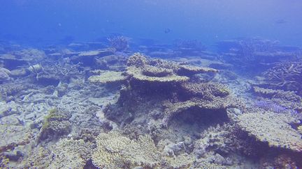 Grande barrière de corail : un nouveau récif découvert