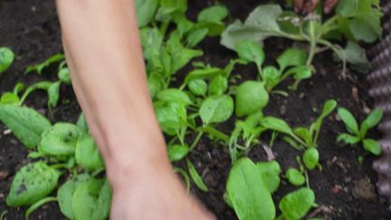 En Seine-Saint-Denis, les habitants de Bondy ont accès à un jardin partagé. Cela leur permet de cultiver leurs propres légumes, qui sont parfois trop chers en commerce.