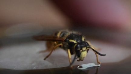 La crise du coronavirus aura eu de positif de servir d’inspiration pour de nombreux artistes. Anatoly Konenko, un artiste russe, a ainsi décidé de confectionner des masques sanitaires minuscules pour les insectes.