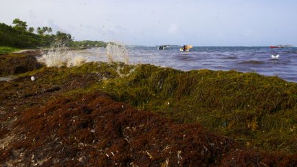 L'algue sargasse devient toxique une fois échouée sur le littoral (photo d'algues sargasse échouées sur une plage de Martinique en 2011). (PATRICE COPPEE / AFP)