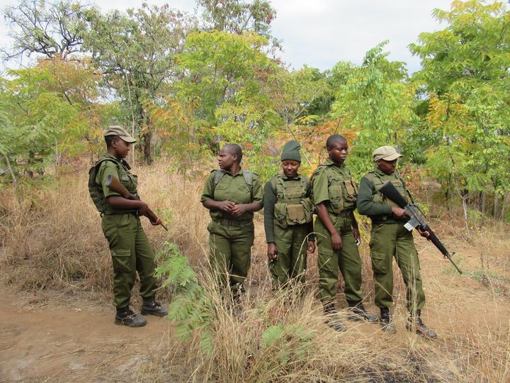 Unité, entièrement composée de femmes, chargée de lutter contre les braconneurs dans le Phundundu Wildlife Park (nord du Zimbabwe) le 21 juin 2018. (KATE BARTLETT / DPA)