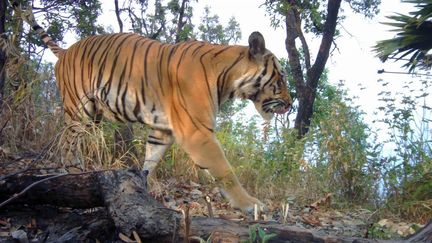 Un tigre sauvage observé en Thaïlande. (HANDOUT / DNP-PANTHERA-ZSL-RCU / AFP)