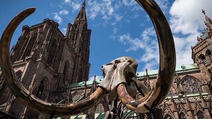 Du 3 au 13 mai 2018, le squelette de mammouth installé place du Chateau à Strasbourg s'offre des show aquatiques en public
 (PATRICK HERTZOG / AFP)