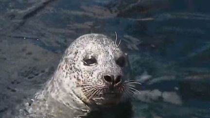 Bretagne : des pêcheurs en guerre contre le phoque gris