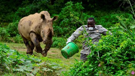 L'Ouganda Wildlife Education Centre est un établissement public où vivent 280 animaux. Le site fonctionne uniquement grâce à l'argent des visiteurs. Mais l’arrivée du coronavirus l’a obligé à fermer ses portes. Le gardien du parc Steven Busulwa continue de s’occuper des animaux, mais ce rhinocéros ne l’a pas reconnu à cause de son masque.&nbsp; &nbsp; &nbsp; (ABUBAKER LUBOWA / REUTERS)