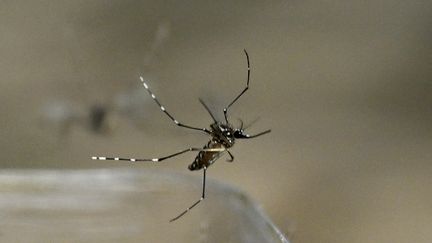 Un moustique Aedes aegypti. (JOAQUIN SARMIENTO / AFP)