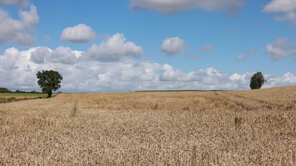 Un champ de blé en Vendée, en juin 2022. (Photo d'illustration). (MATHIEU THOMASSET / HANS LUCAS)