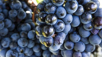 Gastronomie : le succès du vin bio