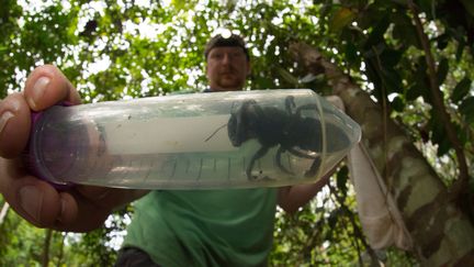 Eli Wyman, entomologiste de l'université de Princeton, montre une abeille de Wallace capturée&nbsp;dans la forêt tropicale d'une île reculée des Moluques du Nord, en Indonésie. (CLAY BOLT / GLOBAL WILDLIFE CONSERVATION / AFP)