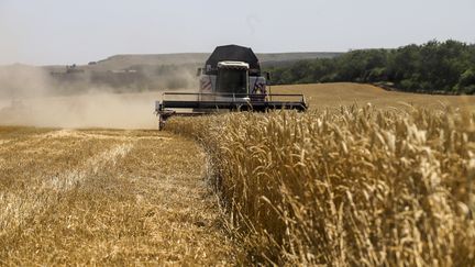 Une moissonneuse récolte des céréales à Stravropol (Russie), le 16 juillet 2023. (DENIS ABRAMOV / ANADOLU AGENCY / AFP)