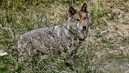 Savoie : un loup se balade dans une station de ski