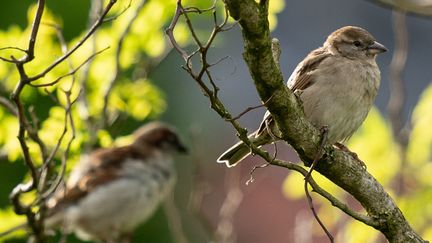 Des&nbsp;moineaux, le 9 mai 2019. (BERND THISSEN / DPA)