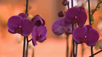 Orchidées : l'éclosion d'un business