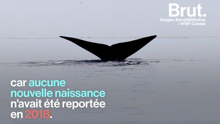 La population des baleines de Biscaye est restreinte, seuls 450 individus vivent dans l'Atlantique Nord. Les scientifiques s'inquiètent du déclin de ces grands mammifères.